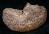 Dinosaur Calcaneum (Heel Bone) - Montana #12714-1